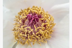 Pfingstrose