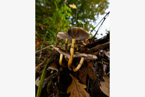 Pilze