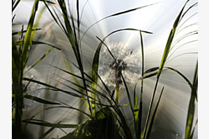 Pissenlit rayonnant
