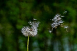 Pissenlit décoiffé