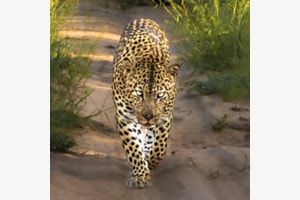 Leopard Wildlife