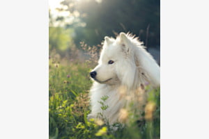 Gartenportrait