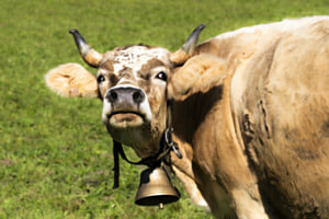 Hornkuh