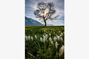 Frühlingserwachen
