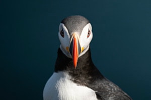 Puffin Puffin