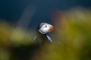 Puffin