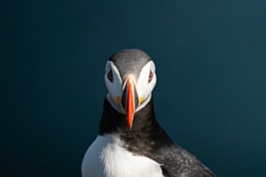 Puffin