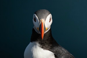 Puffin Portrait