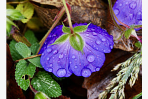 Purple Rain