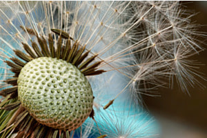 Pusteblume