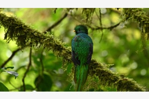 Der schöne Quetzal