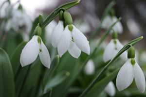 Frühlingsbote 