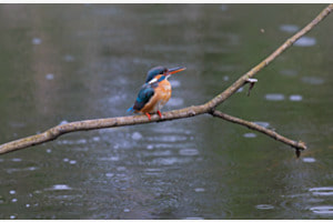 Eisvogel im Regen Eisvogel im Regen