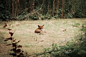 RED-BROWN FOX