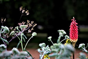 RED FLAME