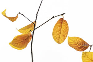 Herbsttanz