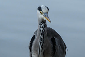 Reiher am Weiher Reiher am Weiher