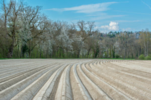 Spargelfeld im Flaach