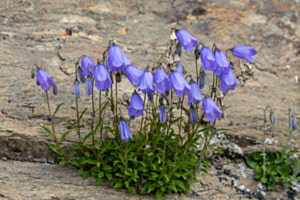 Glockenblumen