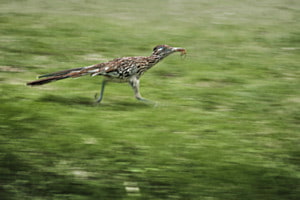 Road Runner