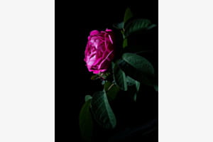 Rose im Spotlight