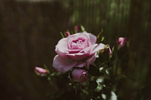 Rose