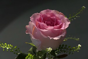 Rosenblüte