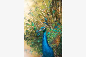 Royal Splendor
