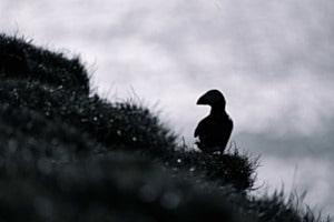 Puffin Silhouette