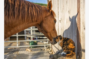 Tierisch grosse Liebe