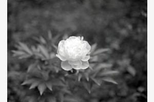 Blume in Weiss