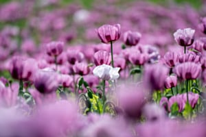 Mohnblumen