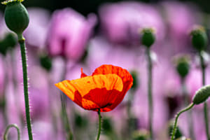 Mohnblumen