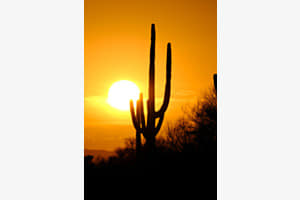 Saguaro