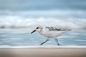 The Sandling