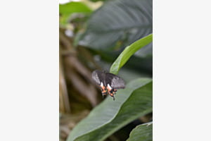 Papillon 