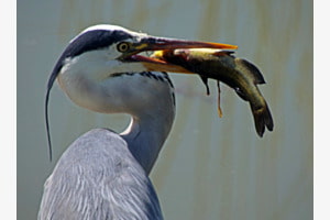 Bon appétit