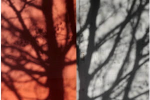 Schatten eines Baumes Schatten eines Baumes