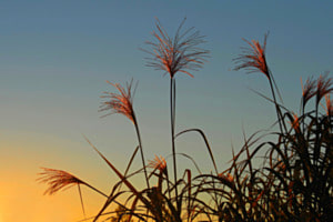 Schilf im Herbst