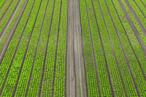 Gemüse in Linien
