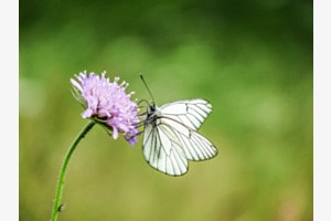 Blume mit Model