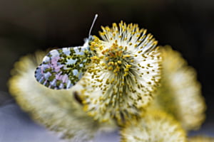 Schmetterling auf Weidenkätzchen