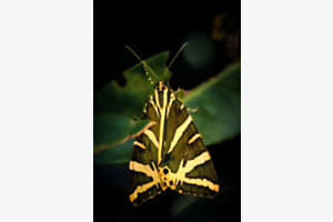 Schmetterling des Jahres Schmetterling des Jahres