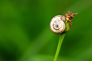 Schneckenpost  der Natur