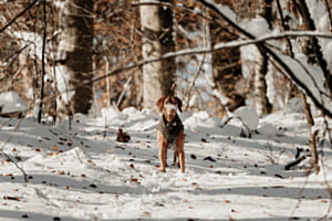Schneewühlhund