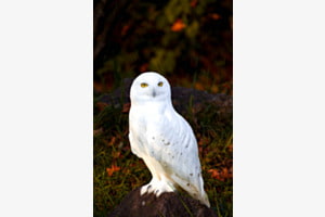 Schneeweiss Schneeweiss