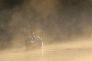 Dem Nebel entstiegen