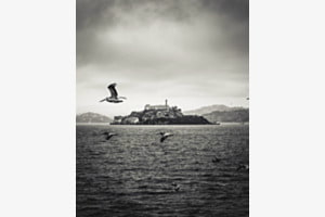 Foto von Pelikanen und Alcatraz im Hintergrund