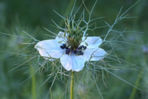 Kümmel