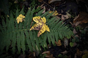 Blatt auf Farn